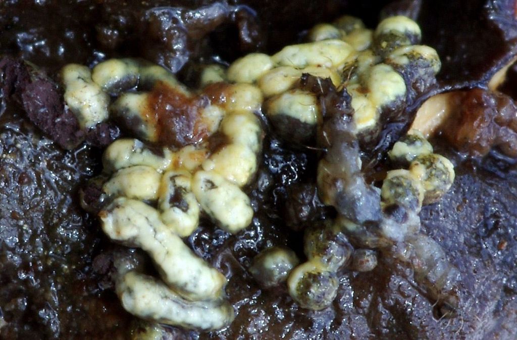 Physarum decipiniens (??)